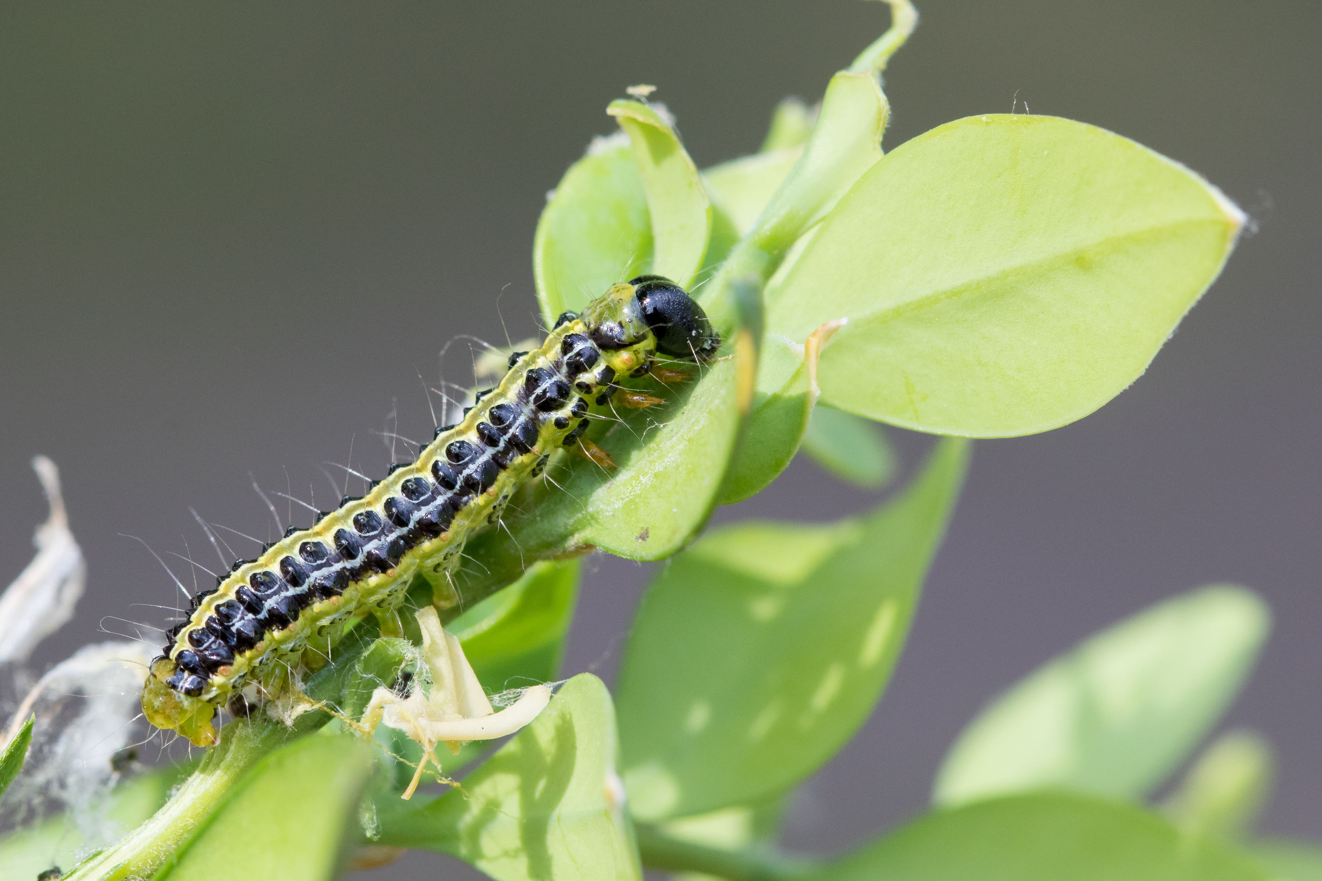 Jurriën van Deijk, Moordrecht, 27 april 2018
